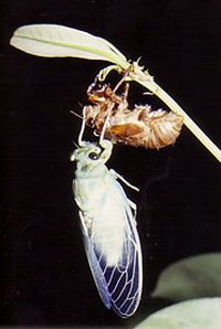 セミの抜け殻